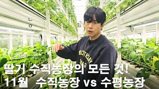 딸기 수직농장 운영의 모든 것! | 11월 중순 딸기 작황 공개