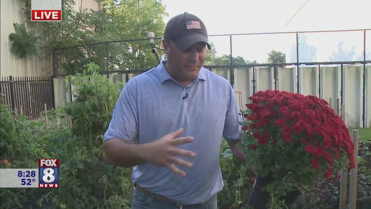 Dig This: How to keep your mums blooming longer