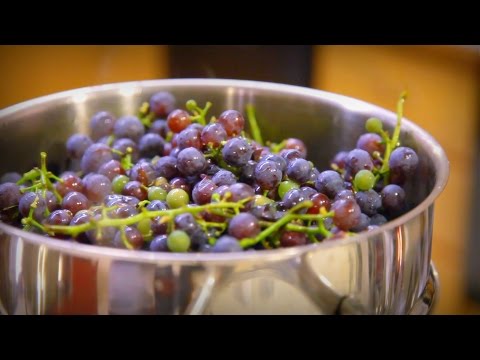 Grapejuicing! The Annual Grape Harvest and Juicing Process