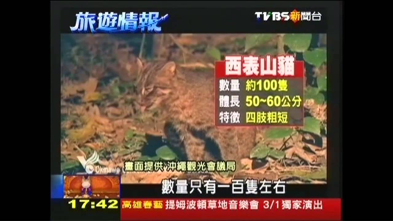 日本西表島 瀕絕山貓任觀光大使