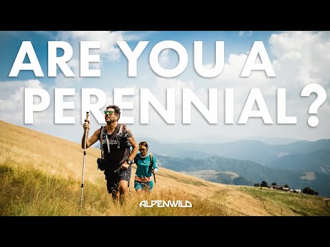 Who Are Travel Perennials?