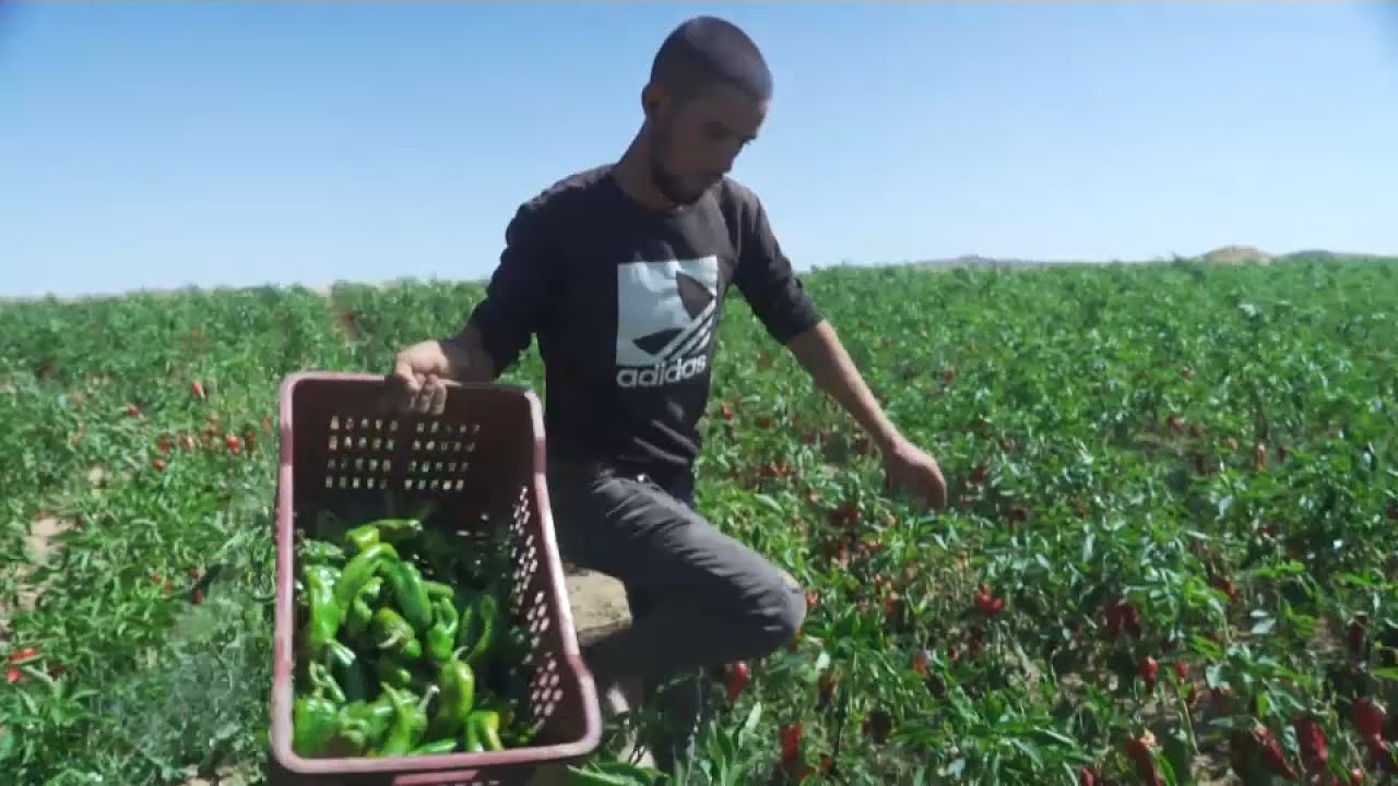 Reviving Tunisia's school system one farm at a time