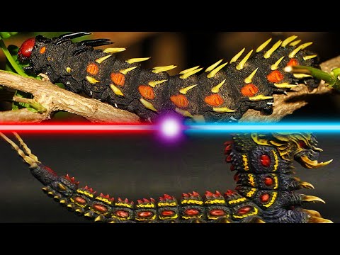 Battra Larva In Real Life With Sound Effects And Music | Cabbage Tree Emperor Moth | Bunaea Alcinoe
