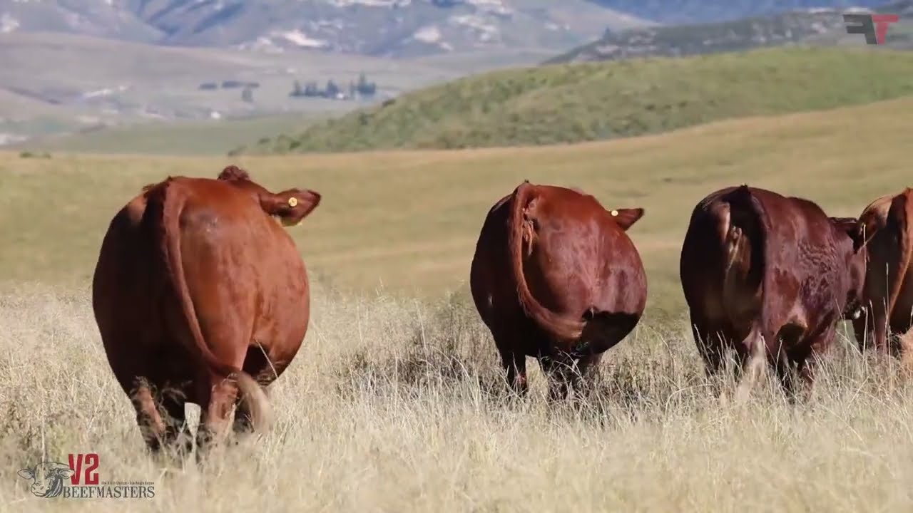 FarmTalk production auction coverage