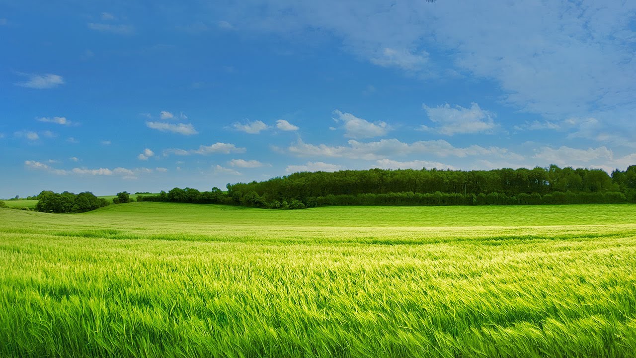 Relaxing Nature 🌬️ Wind Gusts over Grassland 🌾 creates Beautiful Surface Waves Visual 1 Hour No Ads