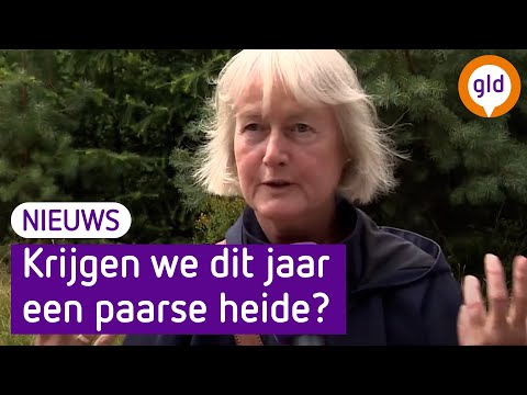 De eerste heidewandeling op de Loenermark was er al, maar de echte paarse zee komt na het zonnetje