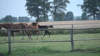 preview picture of video 'Hengstfohlen von Quaid'