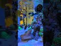 The Fish Are Loving The New Reef Zlements Food Reefzlements Reef Aquarium Coral Fishtank