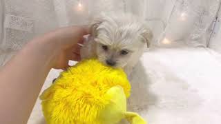 ハーフ犬の動画01