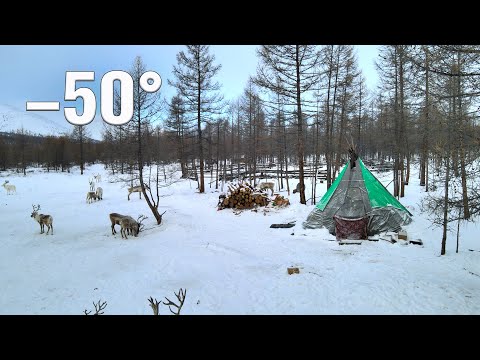 Life of Mongolia Nomads near the borders of Russia. Tsaatan life in Mongolia  in winter