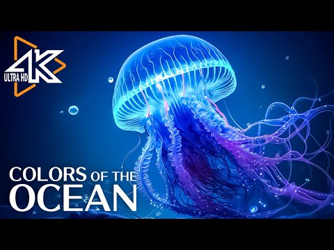11 HOURS of 4K Underwater Wonders + Relaxing Music - The Best 4K Sea Animals for Relaxation