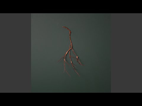 O Novo video