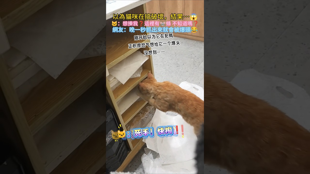 以為貓咪在搞破壞，準備揍牠…🐱：幹嘛❓有🐭鼠條啊❗還想揍我💢 網友：晚一秒抓到就會被揍😂 #cat #cute #shorts #funny #catshorts