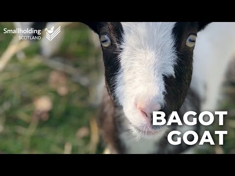 , title : 'Bagot Goat - Livestock showcase - Scottish Smallholder Festival 2020'