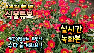 2024년 5월 8일  예쁜식물들 보면서 랜선으로 아이쇼핑하면서  수다즐겨봐요. #양재꽃시장 #식물튜브 #식…