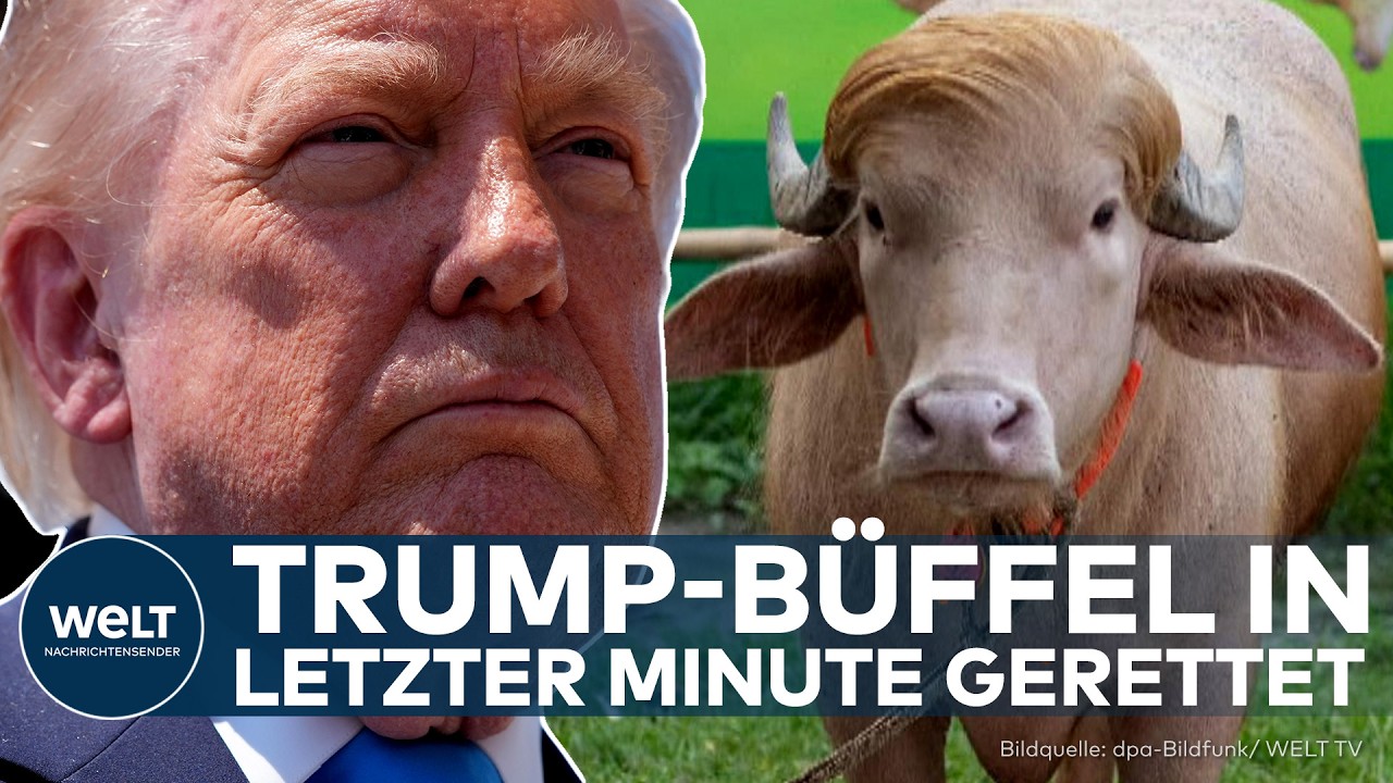 TRUMP-BÜFFEL GERETTET: Albino-Büffel „Donald Trump“ entgeht in letzter Minute dem Schlachter