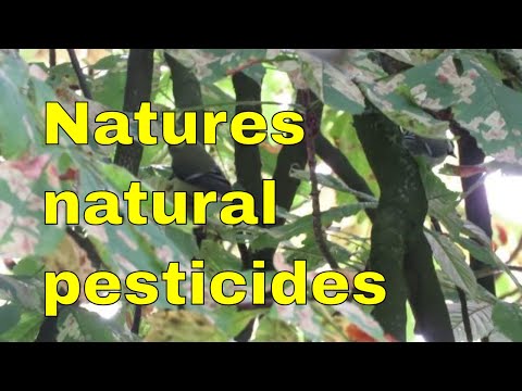 Wildlife Profile: Great-Tits feeding on Horse Chestnut Leaf Miners.