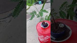 Download lagu Dave H, Acacia seed growth#bonsai#acacia mp3