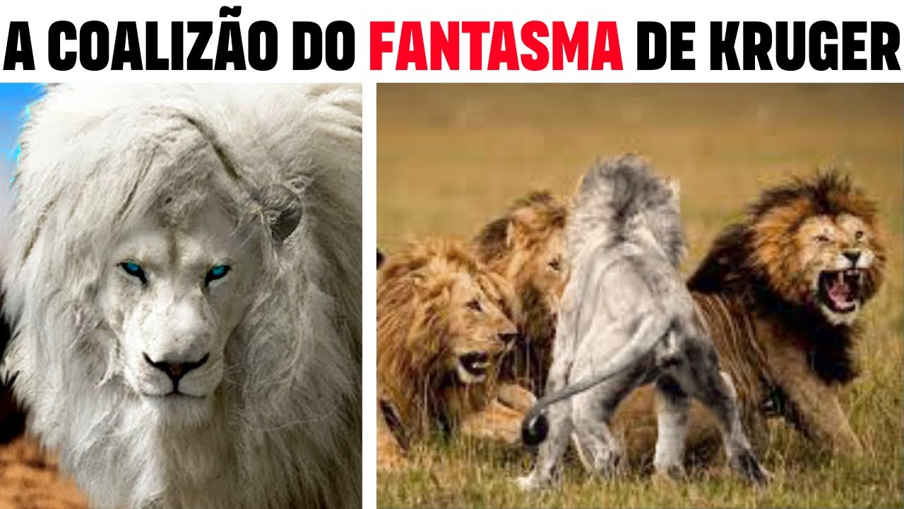 Lions - TIMBAVATI THE BUNDLE OF LIONS THAT DID THE IMPOSSIBLE