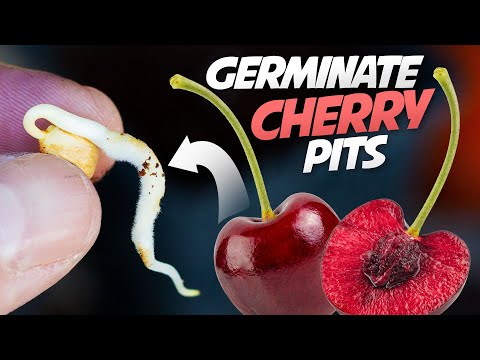 , title : 'How To Germinate Cherry Seeds That Works every Time - Growing Cherry Trees From Seeds'