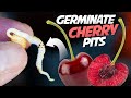How To Germinate Cherry Seeds That Works Every Time Growing Cherry Trees From Seeds