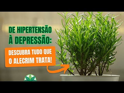 De hipertensão à depressão: descubra tudo que o alecrim trata!