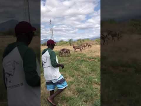 Militan Govana-Ladeh