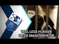 Veel lege hokken bij Op de Smakterheide - 15 juni 2020 - Peel en Maas TV Venray