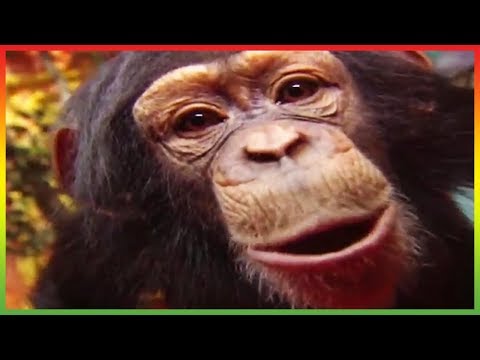 🐘 Zoboomafoo 243 | Talk to Me | Animal shows for kids | Full Episode | HD 🐘