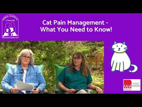 Cat Pain Management   What You Need to Know!