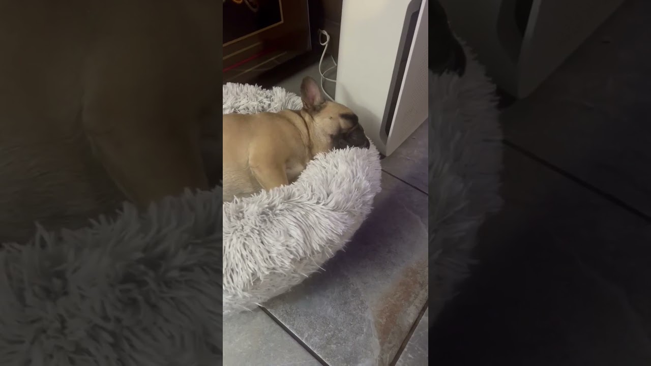 Enlarge Tater Tot, a ADOPTABLE French Bulldog in Encinitas, CA video 4/6