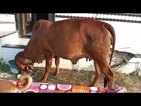 dog toys idea@krutikastudio