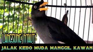 Download lagu jalak kebo muda manggil kawan 100% ampuh memancing bunyi jalak kebo apapun auto nyaut mp3