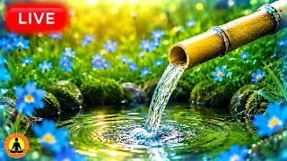 🔴 Fall Asleep Fast with Flowing Bamboo Water 🌿 Zen Garden Ambience for Deep Sleep & Meditation LIVE thumbnail