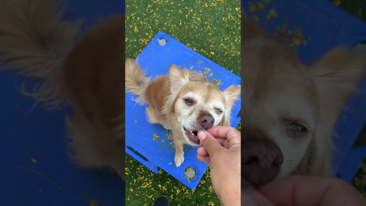 Enlarge Putter, a ADOPTABLE mixed breed in Scottsdale, AZ video 5/6