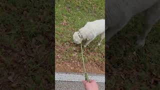 Video preview image #1 Great Pyrenees Puppy For Sale in Spring, TX, USA
