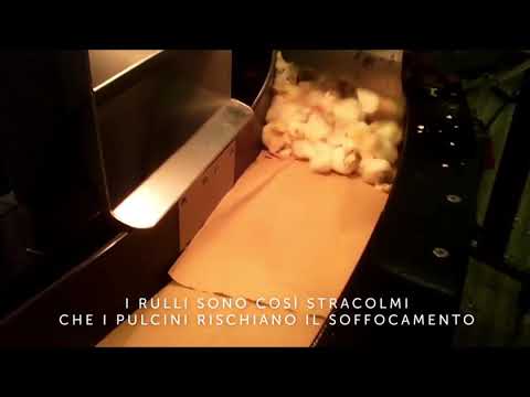 Dolore alla schiena dopo la puntura lombare Mal di schiena e fianchi su entrambi i lati