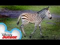 Baby Zebras Disney Animals Special Delivery With T O T S Disney Junior
