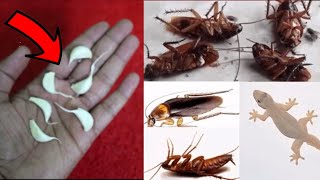 🔴🔴MAGIC GARLIC || How To Kill Cockroach, Lizard, Within 5 minutes || Home Remedy || Magic Ingredient