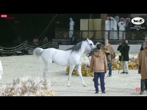 N 463 OM EL SANADEED   Katara Int  Arabian Horse Festival 2022   Stallions 11+ Years Old Class 12