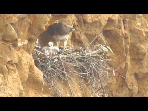 Redtailed Hawk Nest, Female Feeding 10 Day Old Chicks, Point Vicente