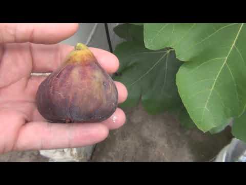 First Fig of the season  Zingarella Breba Fig 2019
