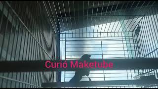 CURIÓ MAKETUBE