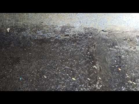 Silverfish Found in School in Marlboro, NJ