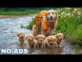 12 Hours Of Dog TV For Dogs To Watch Anti Anxiety Video For Dogs Left Home Alone Calm Dog Music