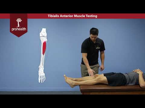 Tibialis Anterior Muscle Testing Dr Vizniak Muscle Manual