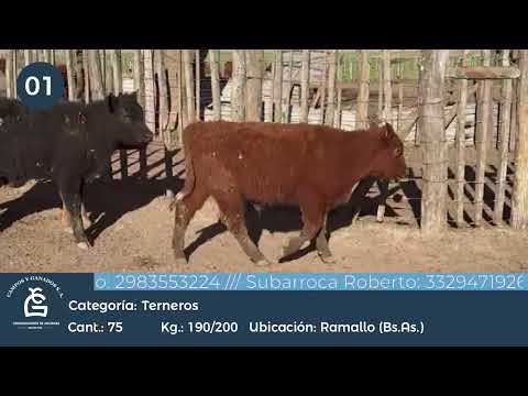 Lote Machos - Ramallo Bs As