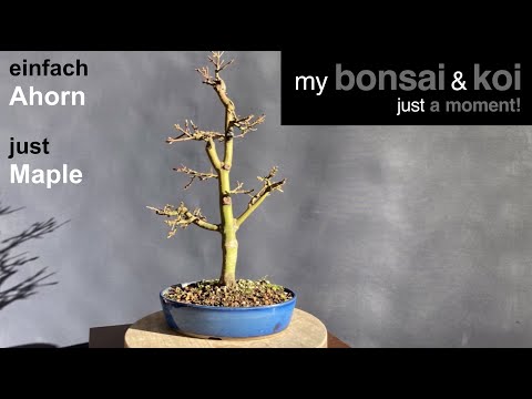Bonsai - just a moment - einfach Ahorn - just maple