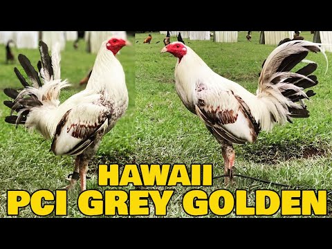 Nice PCI GREY GOLDEN RCP FARM - Roger Tabac