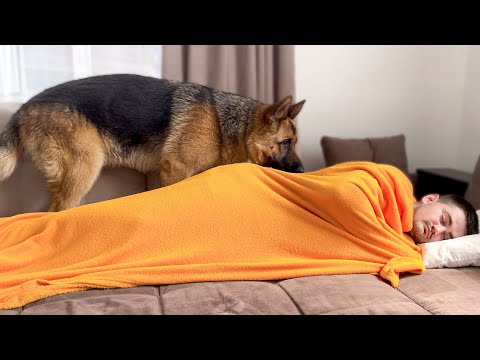 What does a German Shepherd do when He sees Me Sleeping